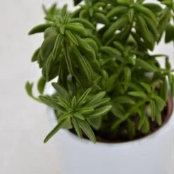 Peperomia Axilaris - 5,5cm