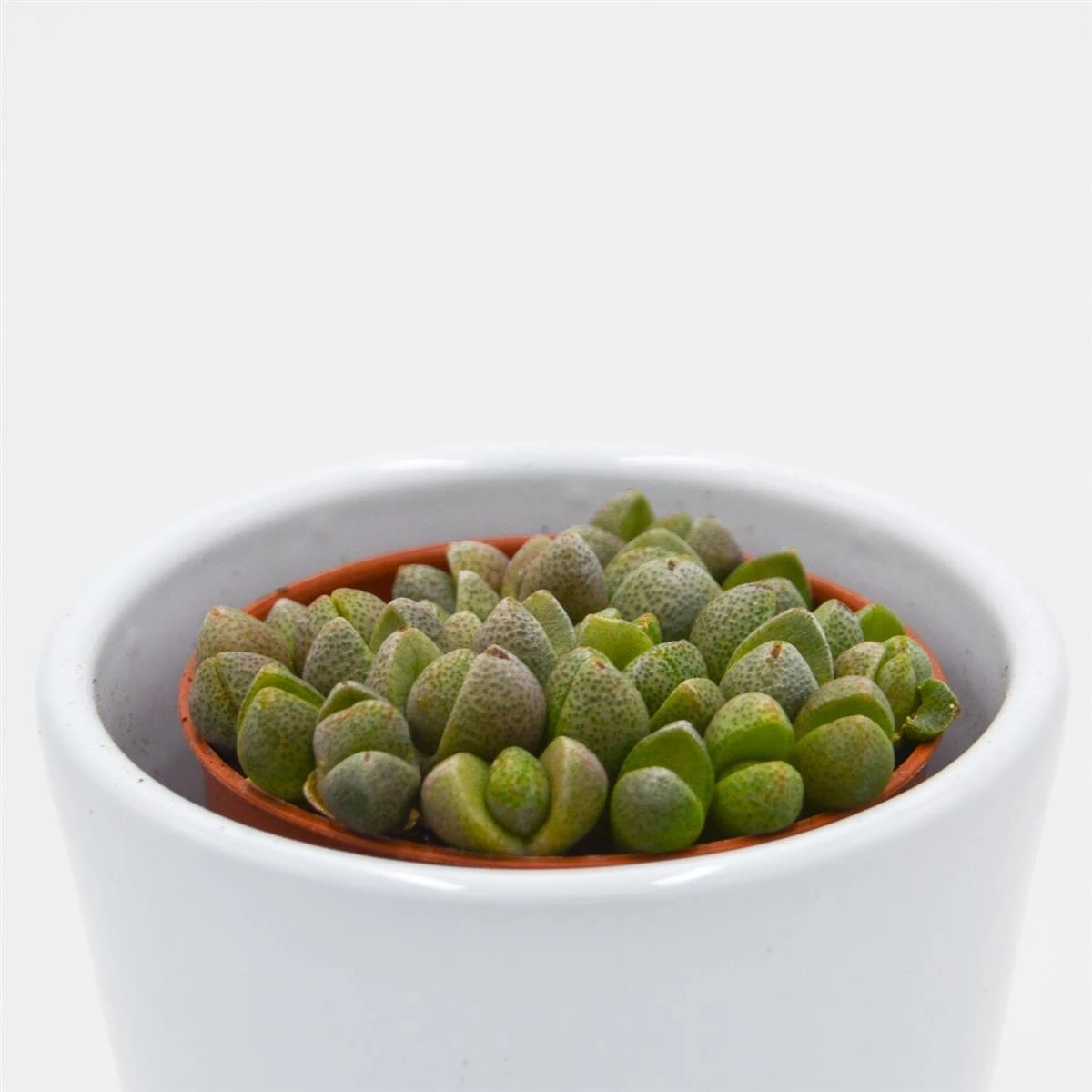 Pleiospilos Nelii Mini - 5,5cm 1 Pleiospilos Nelii Mini - 5,5cm