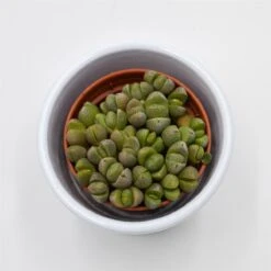 Pleiospilos Nelii Mini - 5,5cm 3 Pleiospilos Nelii Mini - 5,5cm -Günstiges Lichtnelke Geschäft pleiospilos nelii mini 5cm2