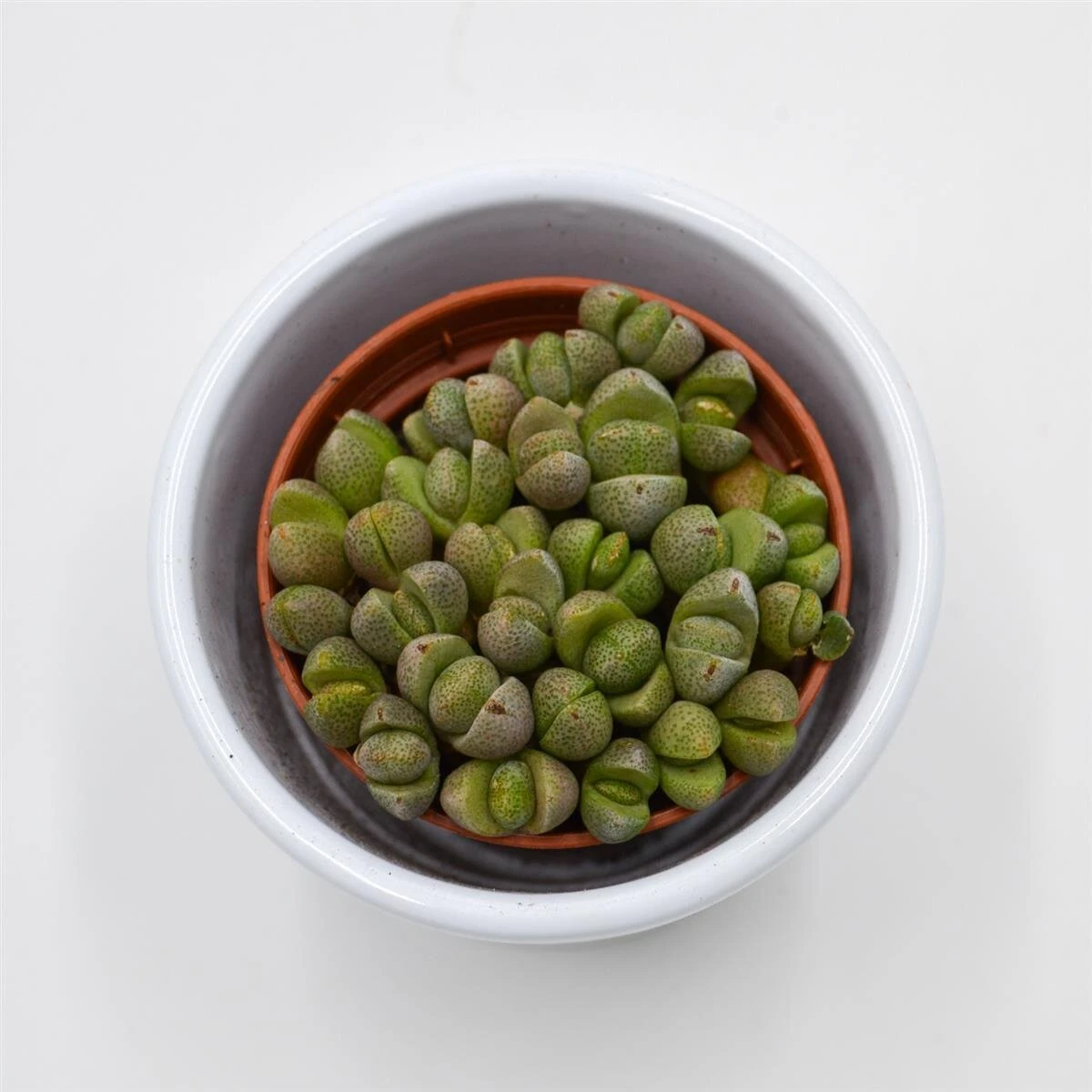 Pleiospilos Nelii Mini - 5,5cm 2 Pleiospilos Nelii Mini - 5,5cm - Image 2