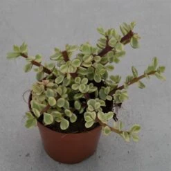 Portulacaria Afra Variegata - 8,5cm