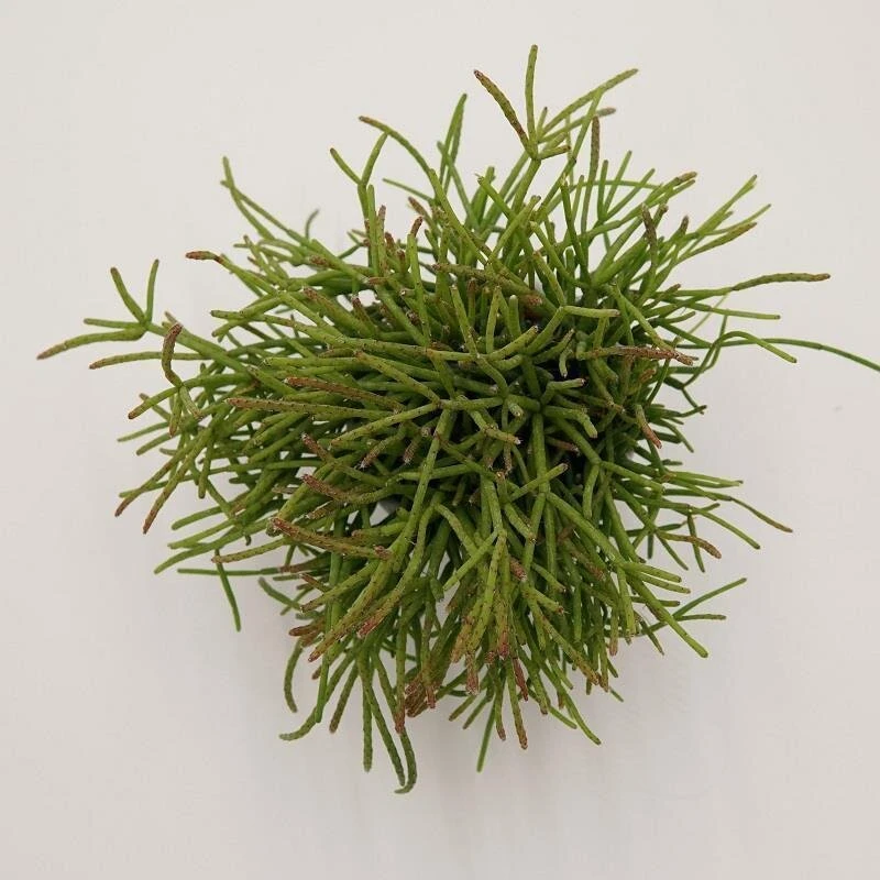 Rhipsalis Cassutha - 6cm 1 Rhipsalis Cassutha - 6cm
