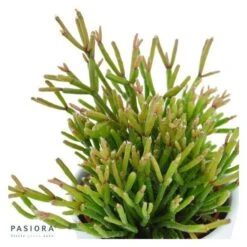 Rhipsalis Clavata - 6cm