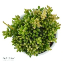 Rhipsalis Mesembryanthemoides - 6cm