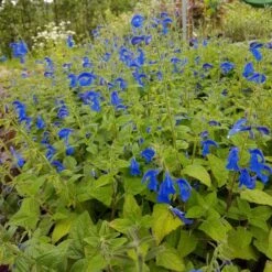 Azursalbei (Salvia Patens) Patio Dark Blue