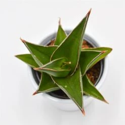 Sansevieria Abbey Crown - 6cm