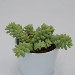 Sedum Burrito - 8,5cm