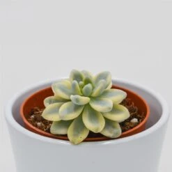 Sedum Clavatum F. Variegata - 8,5cm