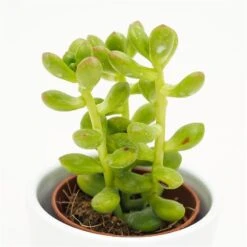 Sedum Lucidum - 5,5cm -Günstiges Lichtnelke Geschäft sedum lucidum 5cm3