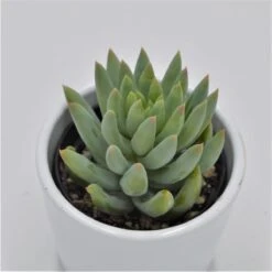 Sedum Morganianum - 6cm