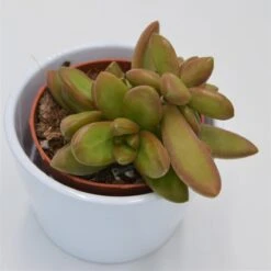 Sedum Nussbaumerianum - 8,5cm