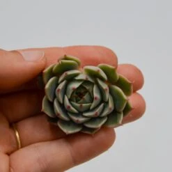 Echeveria Ben Badis
