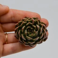 Echeveria Olivia
