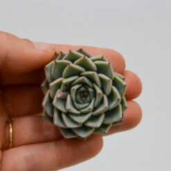 Echeveria Sarahime