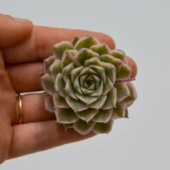 Echeveria Halbingeri F. Variegata