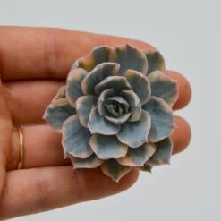 Echeveria Subessilis F. Variegata