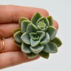 Echeveria Rancemosa X Derenbergii