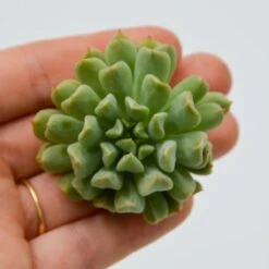 Echeveria Irish Mint