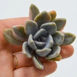 Graptoveria Pachyphytoidesf. Variegata