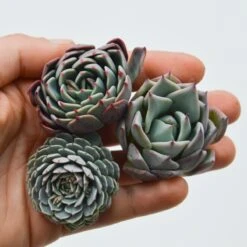 Set: E. Blue Minima, E. Colorata, E. Pinwheel