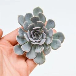 Echeveria Wavellite