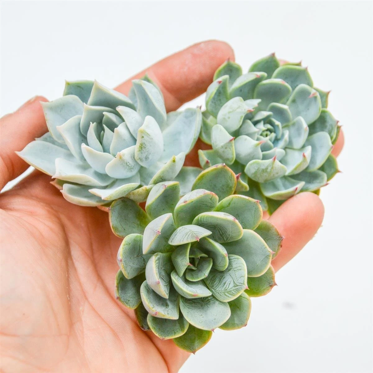 Set: E. Devils Feather, E. , S. Suaveolens 1 Set: E. Devils Feather, E. , S. Suaveolens