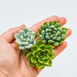 Set: S. Letizia, S. Clavatum, S. Blue Elf