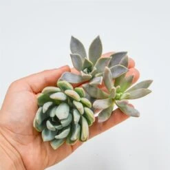 Set: P. Paraguayense, PDarley Sunshine. , P. Scheideckeri