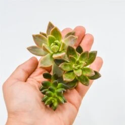 Set: G. California Sunset, SV. Jet Beads. , G. Sorrento