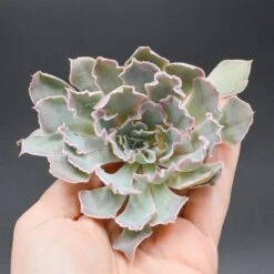 Echeveria Shaviana
