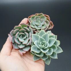 Set: E. Bicolor, E. Blue Atoll, E. Hybrid