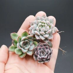 Set: E. Nova Puebla, E. Pulidonis, E. Prolifica