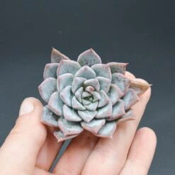 Echeveria Cuspidata X Halbingeri