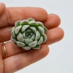 Echeveria Alba Beauty