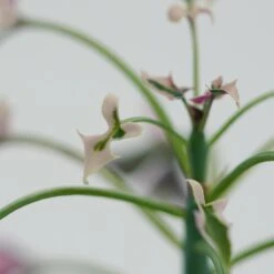 Senecio Articulatus F. Variegata - 8,5cm