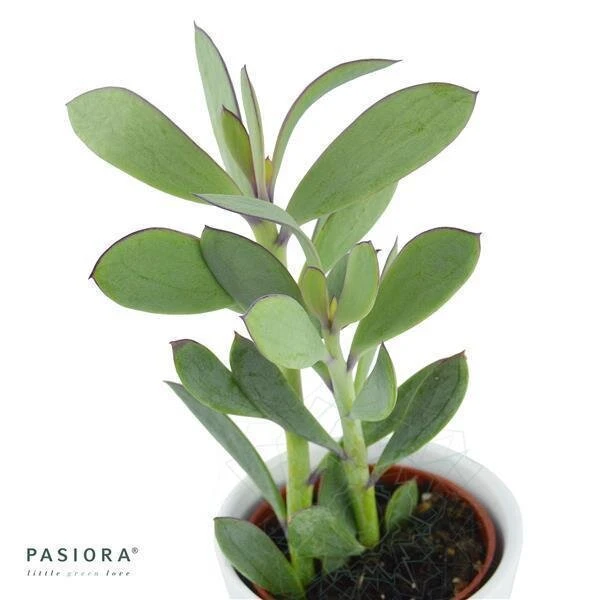 Senecio Crassissimus - 6cm 2 Senecio Crassissimus - 6cm - Image 2