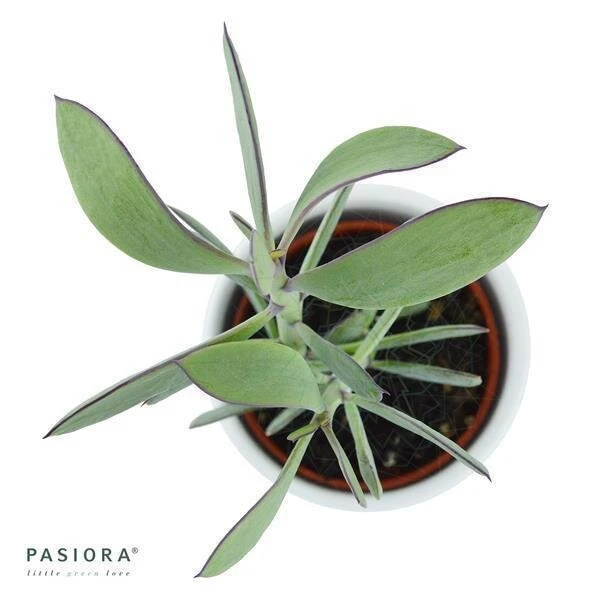 Senecio Crassissimus - 6cm 3 Senecio Crassissimus - 6cm - Image 3