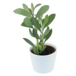 Senecio Crassissimus - 6cm