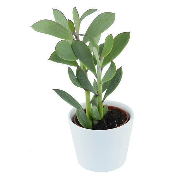 Senecio Crassissimus - 6cm 1 Senecio Crassissimus - 6cm