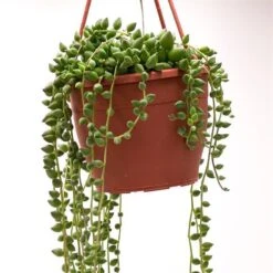 Senecio Herreianus - 12cm Ampel