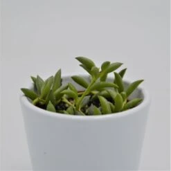 Senecio Herreianus - 6cm