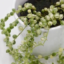 Senecio Rowleyanus F. Variegata - 8cm