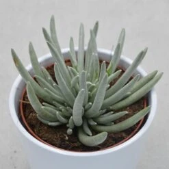 Senecio Scapusis - 12cm