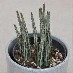 Senecio Stapeliiformis - 10,5cm
