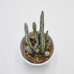 Senecio Stapeliiformis - 8,5cm