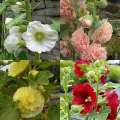 7 Pflanzen (Bunter Stockrosen) Mix -Günstiges Lichtnelke Geschäft stockrosen Mix lichtnelke II b