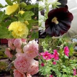 7 Pflanzen (Bunter Stockrosen) Mix -Günstiges Lichtnelke Geschäft stockrosen mix chaters yellow nigra chaters apricot radiant rose