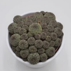Sulcorebutia Rauschii - 10,5cm