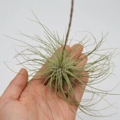 Tillandsia Argentea
