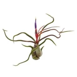 Tillandsia Bulbosa